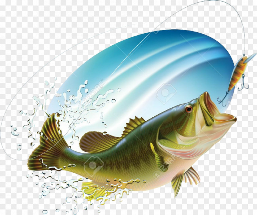 Fishing Largemouth Bass Drawing PNG