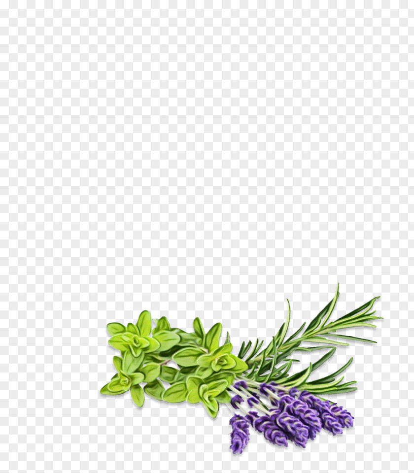 Herbal Medicine Superfood Leaf PNG