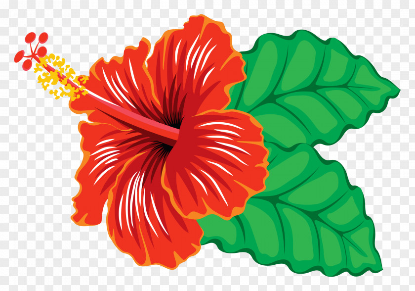 Hibiscus Frame Cliparts Schizopetalus Hawaiian Clip Art PNG