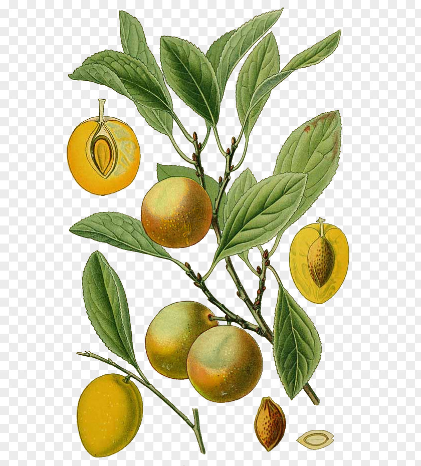 Peach Bitter Orange Blackthorn Fruit Tree Botany PNG
