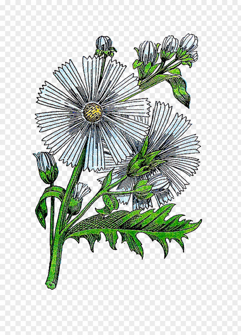Vintage Herb Cliparts Floral Design Botanical Illustration Clip Art PNG