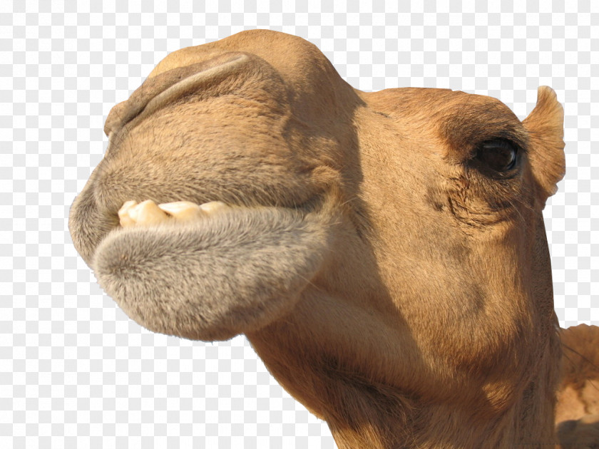 Camel Creative Whole Stuffed Milk Camelids Desert PNG