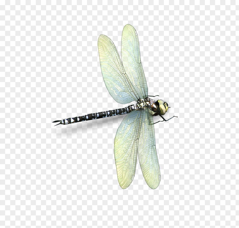 Dragonfly Insect Butterfly 2M Butterflies And Moths PNG