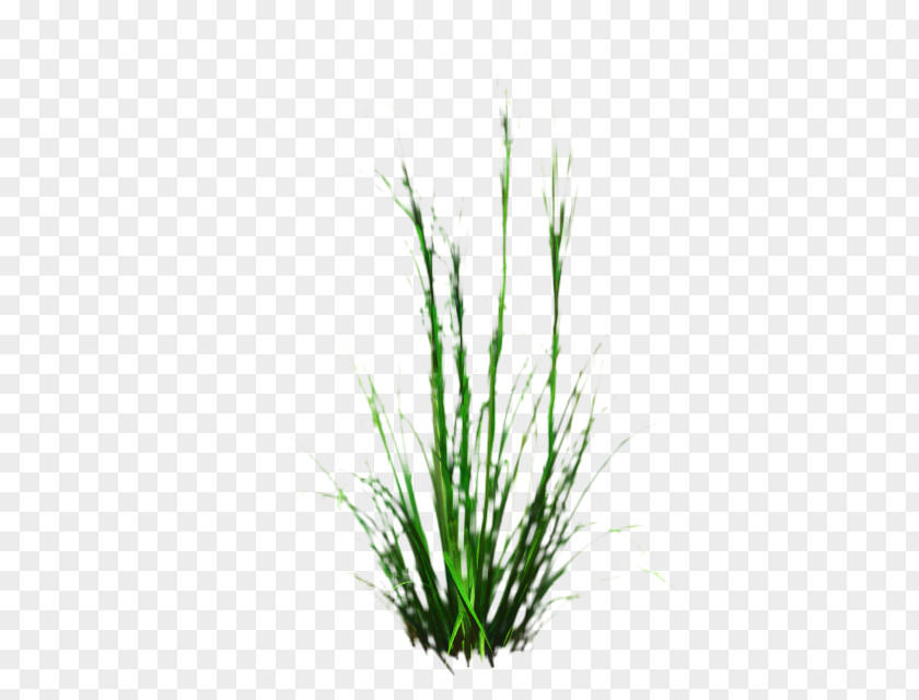 Herb Elymus Repens Green Grass Background PNG