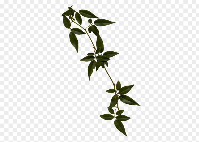 绿叶 Plant Stem Animaatio Vine PNG