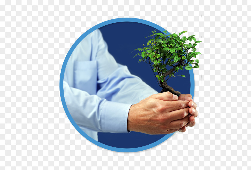 Tree Investment Business Stock Photography Bonsai PNG