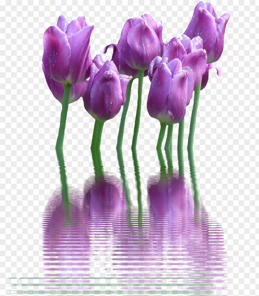 Lavender Flower Tulip Download PNG