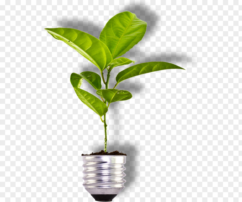 Plant Theme Sustainable Development Sustainability Energy Biomass Business PNG