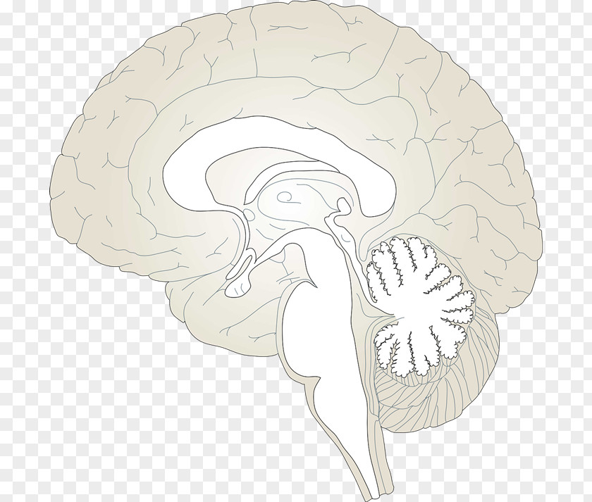 Brain Cliparts Transparent Hypothalamus Clip Art PNG