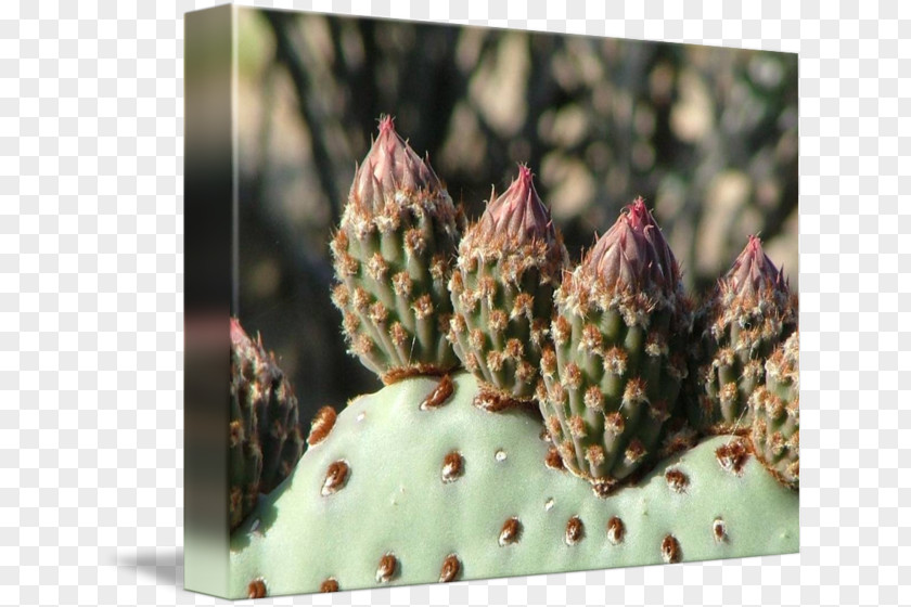 Flower Buds Imagekind Art Poster Sophora Arizonica Beavertail Cactus PNG
