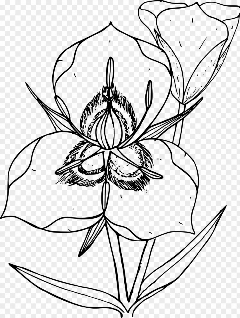 Flower Plant Utah Drawing Line Art Calochortus Nuttallii Sketch PNG