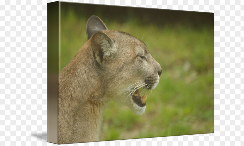Lion Cougar Whiskers Big Cat PNG
