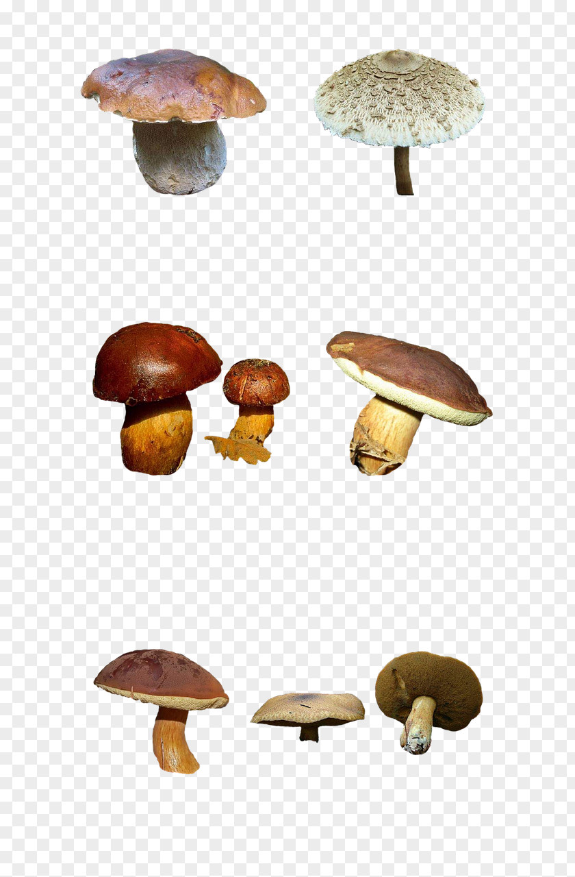 Mushroom Edible Common Fungus Shiitake PNG