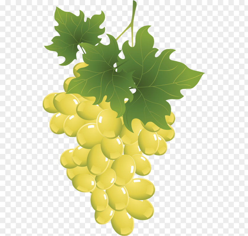 Raisin Sultana Grape Seedless Fruit Raceme Drawing PNG