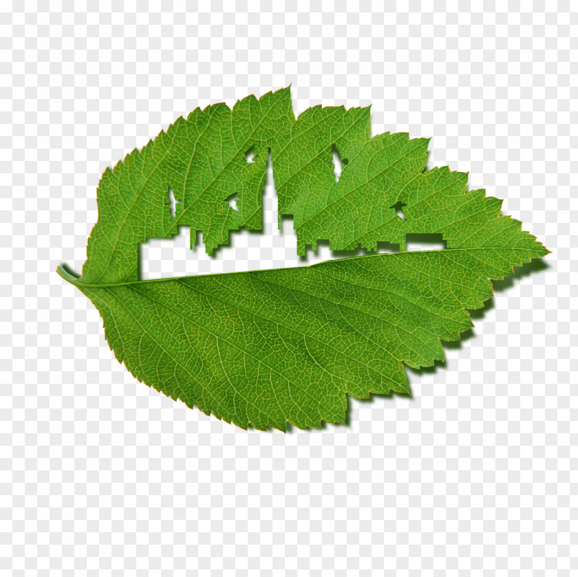 Green Grottoes Euclidean Vector Natural Environment Leaf PNG