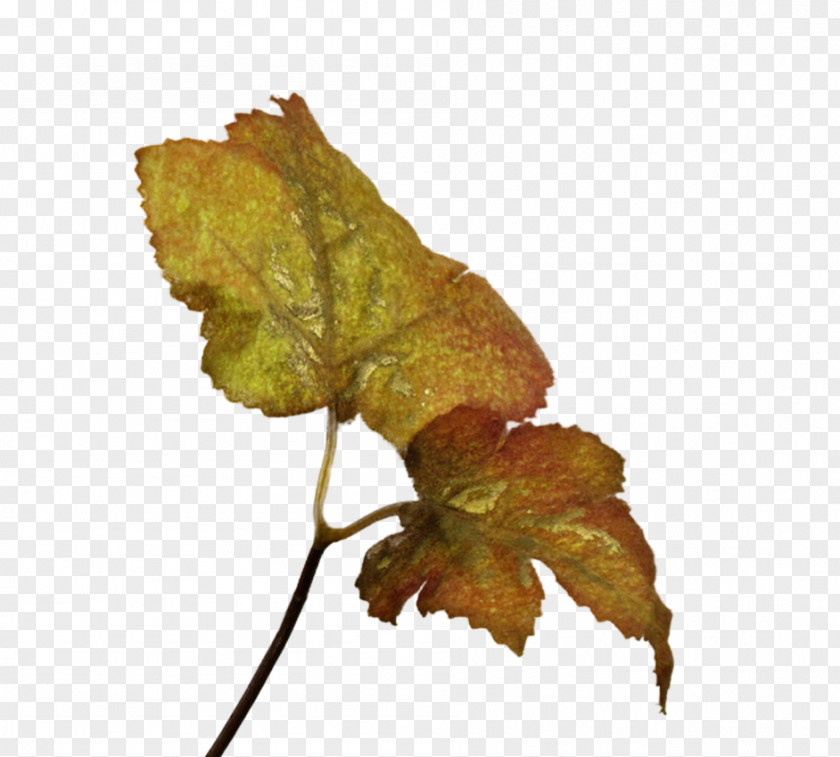 Leaf Plant Stem Dicotyledon Beach Rose Twig PNG