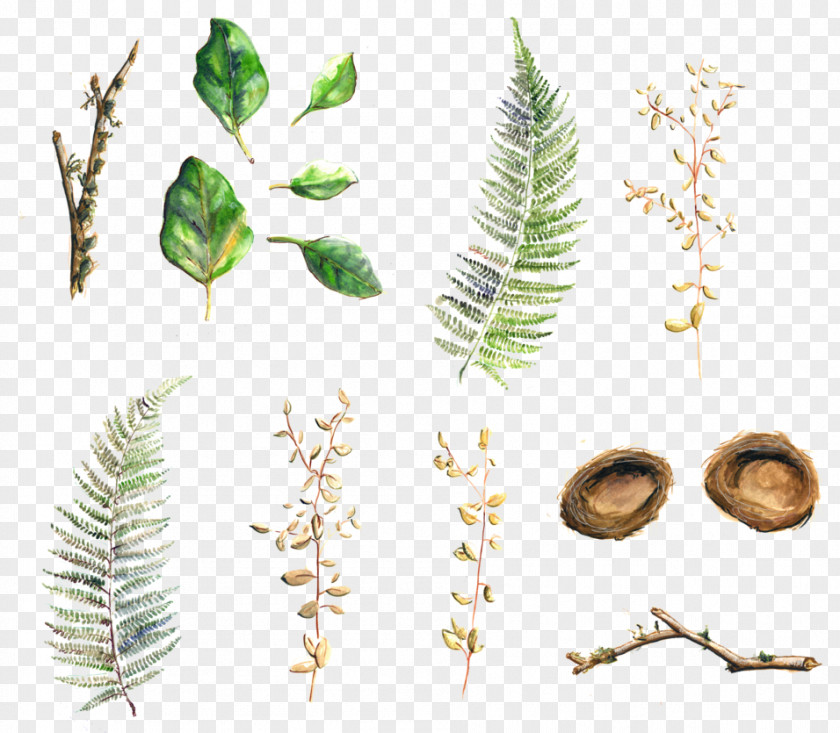 Leaf Twig Plant Stem Herbalism PNG