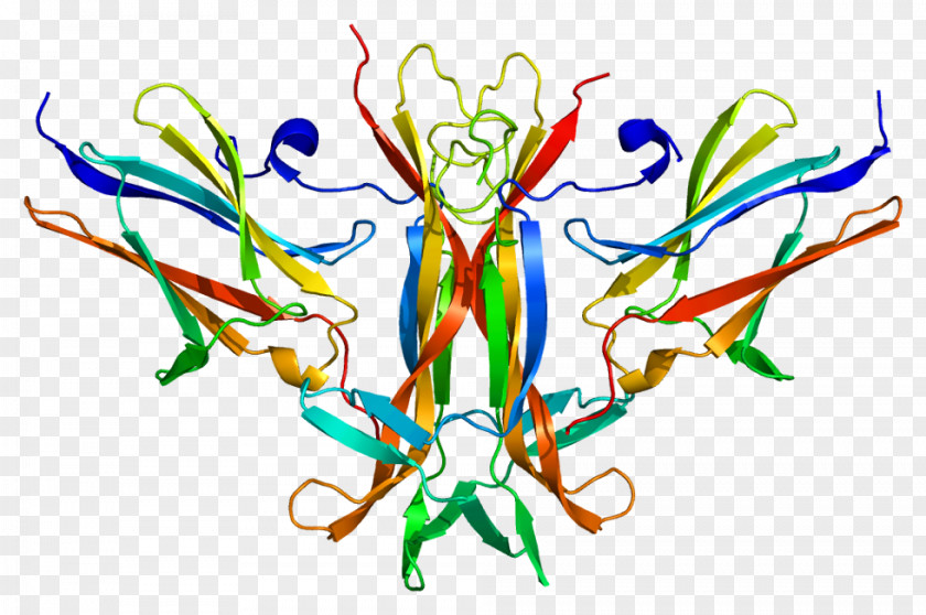 Membrane Tropomyosin Receptor Kinase B Brain-derived Neurotrophic Factor Neurotrophin Trk PNG