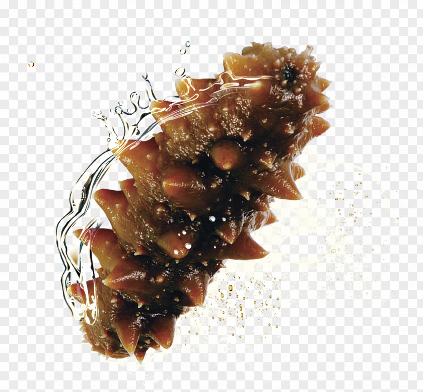 Sea Cucumber Download Seafood PNG