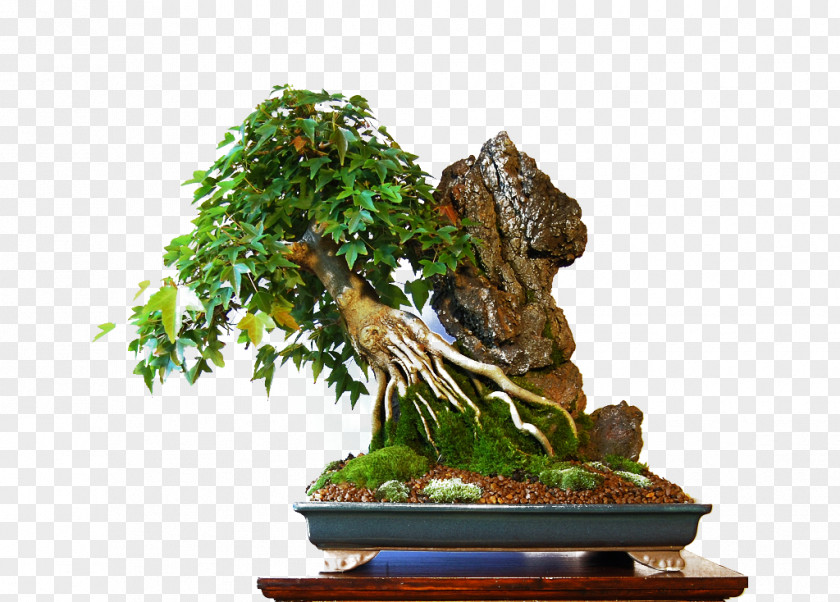 Bonsai Torrelavega Tree Sageretia Theezans Flowerpot PNG