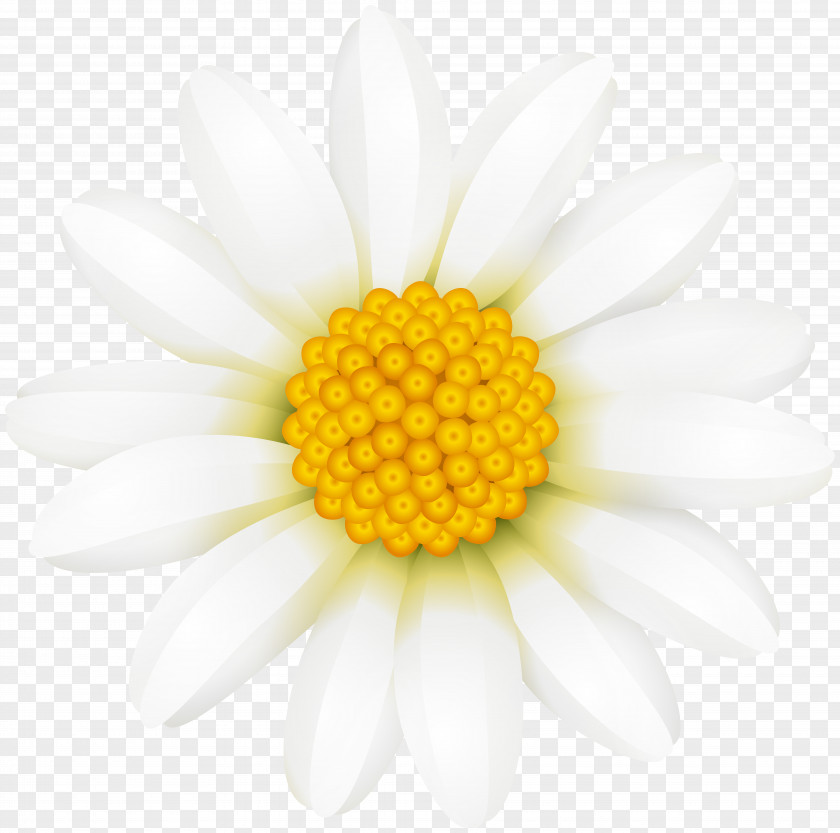 Daisy Skin Eisenberg Paris Clip Art PNG