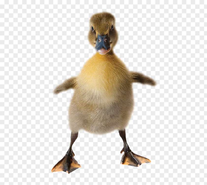 Duck Content Strategy 101: Transform Technical Into A Business Asset Goose American Pekin PNG