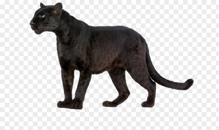 Leopard Wildcat Black Panther Felidae PNG