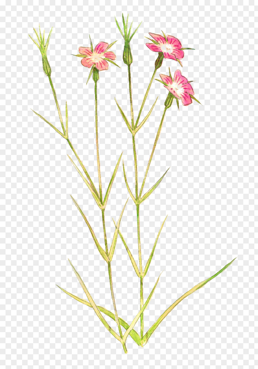 Petal Plant Stem Cut Flowers Herbaceous Plants PNG