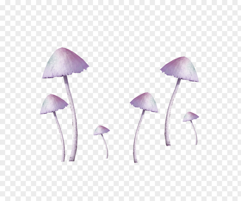 Purple Fresh Mushroom Decorative Patterns Amanita Muscaria Common Fungus PNG