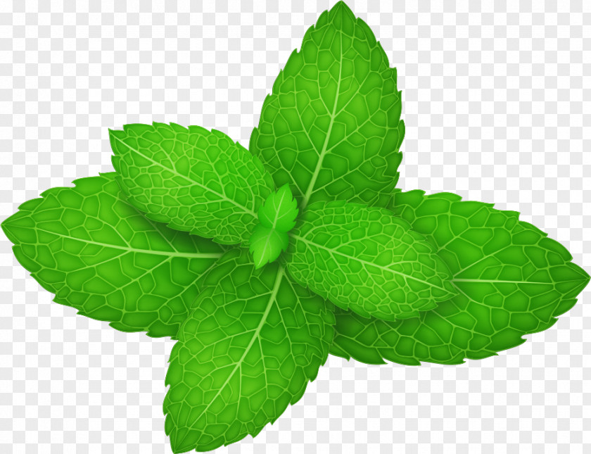 Vector Green Mint Leaves Mentha Spicata Peppermint Herb Leaf PNG