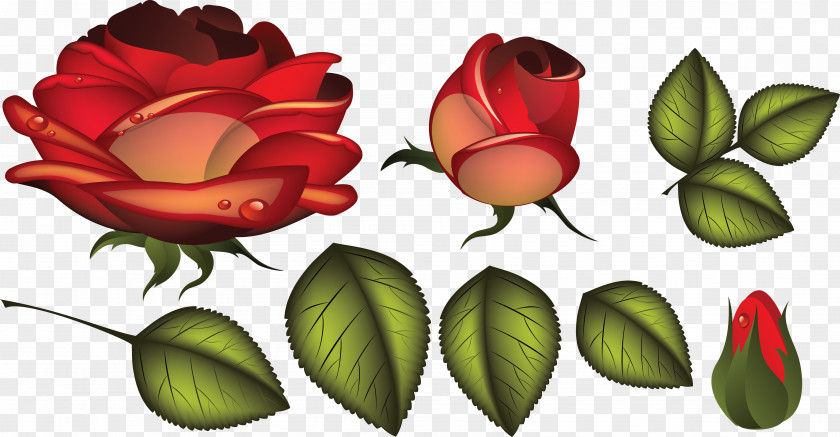 Blush Floral Cut Flowers Garden Roses Clip Art PNG