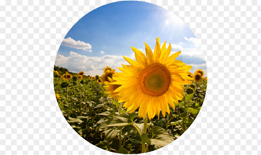 Flower Common Sunflower Seed Oil HoriZen PNG