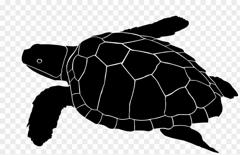 Glass Loggerhead Sea Turtle Etching Engraving PNG