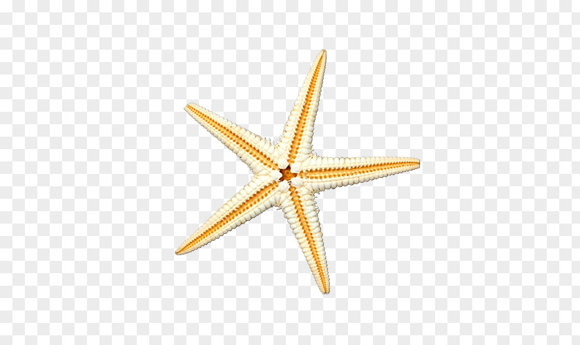 Starfish Pictures Sea Illustration PNG