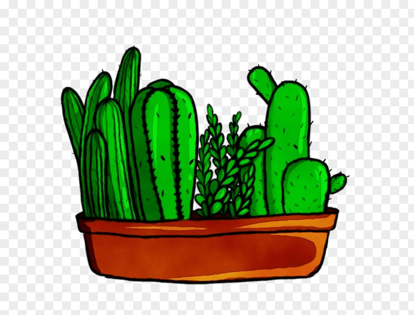 Succulent Plant Caryophyllales Cactus PNG