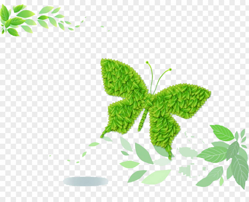 Butterfly Green PNG