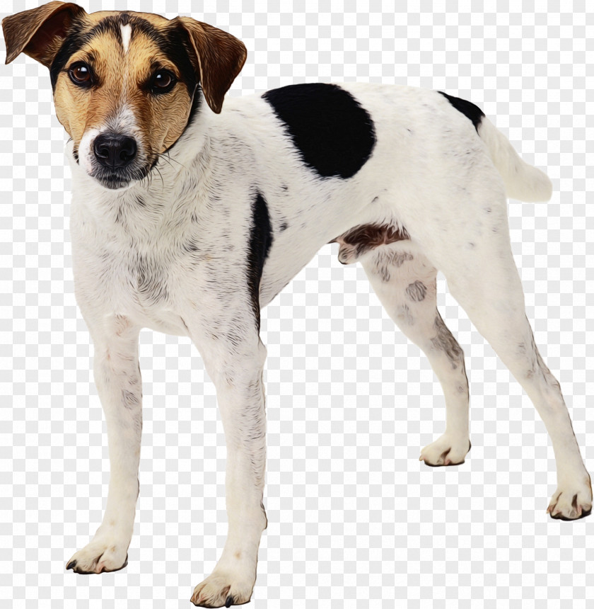 Chilean Fox Terrier Tenterfield Dog And Cat PNG