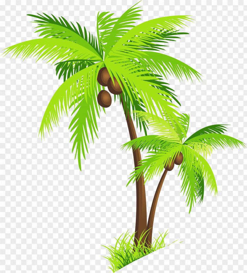 Palm Tree With Coconuts Clipart Picture Arecaceae Coconut Clip Art PNG