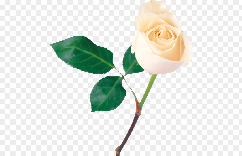 White Roses Rose Flower PNG