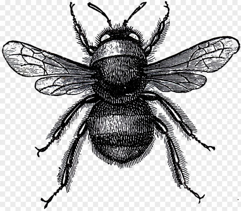 Bee Honey Bumblebee Etsy Beehive PNG
