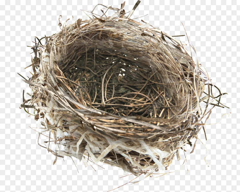 Birdcase Design Element Edible Bird's Nest Portable Network Graphics Transparency Bird PNG