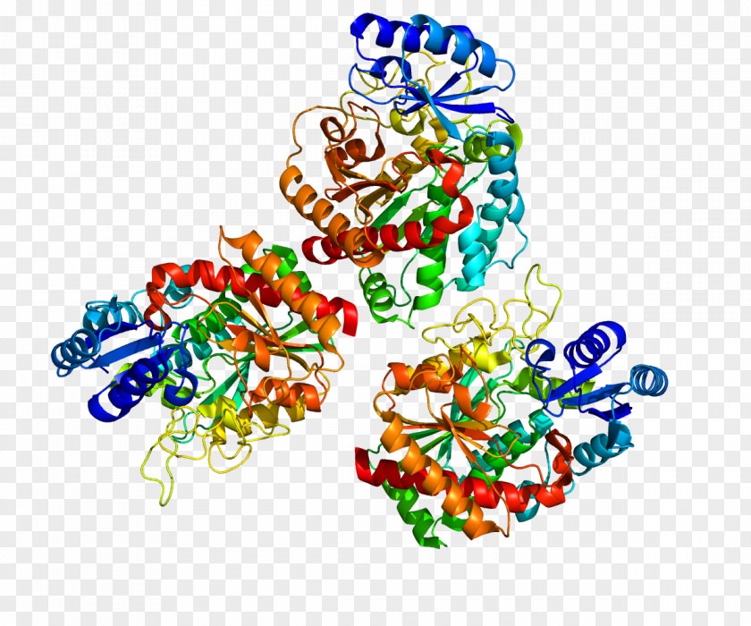 Carboxypeptidase B2 Fibrinolysis Thrombin PNG