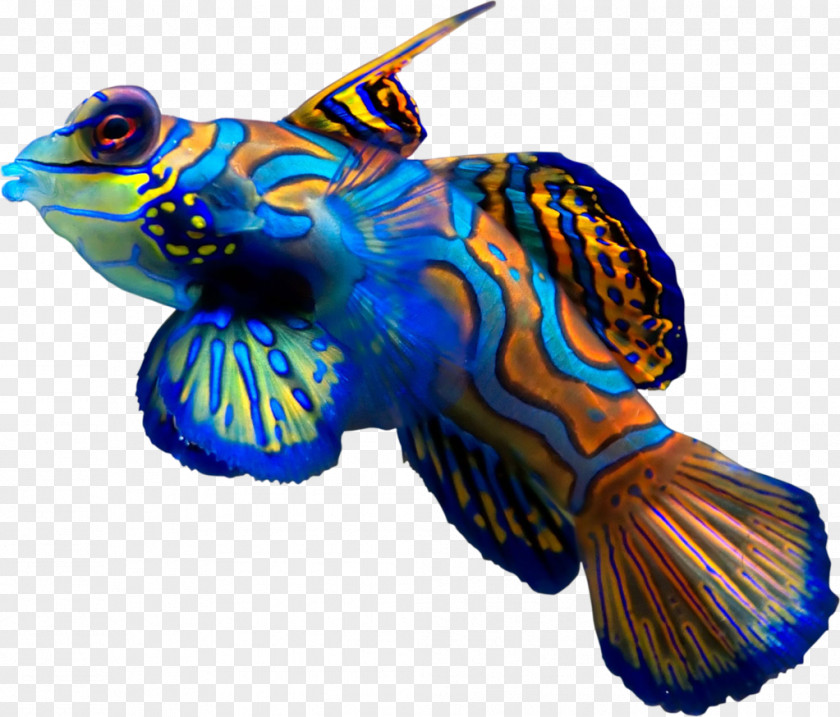 Coral Synchiropus Splendidus Fish Ocellated Dragonet Reef Aquarium PNG
