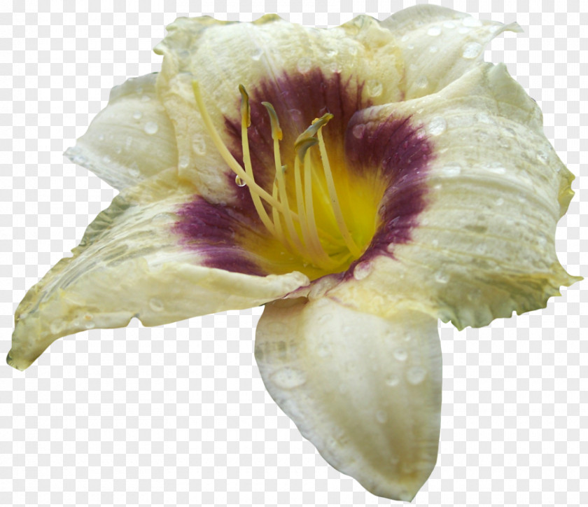 Darkest Hour Petal Cut Flowers PNG