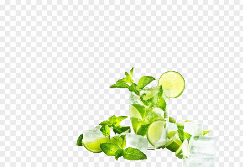 Drink Mint Leaves Mojito Juice Cocktail Lemon Squeezer PNG