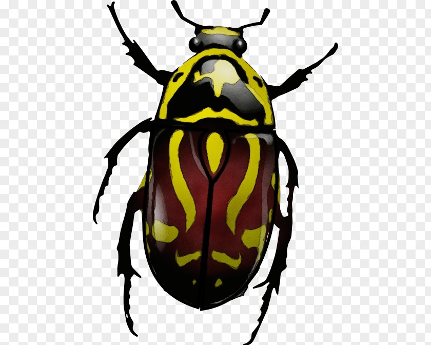 Harlequin Cabbage Bug Jewel Bugs Insect Beetle Cetoniidae Scarabs Leaf PNG