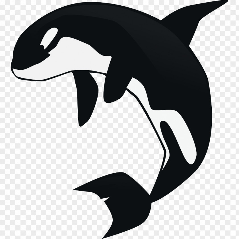 Killer Whale Cetacea Clip Art PNG