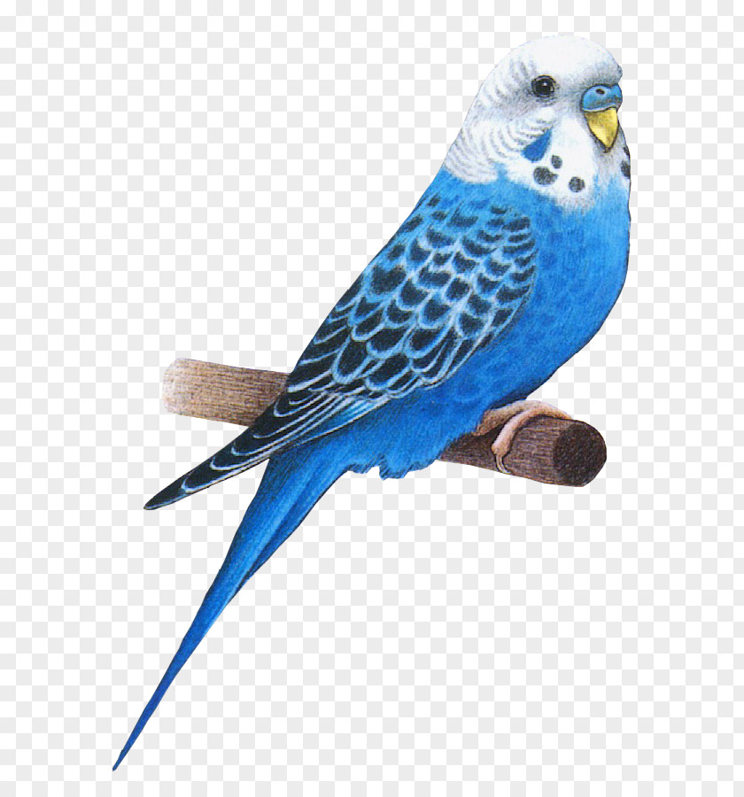 Bird Animation Parakeet Budgerigar PNG