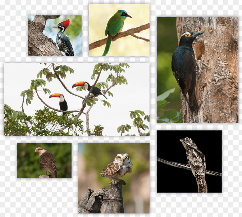 Bird Beak Parrot Piciformes Rufous-tailed Jacamar PNG