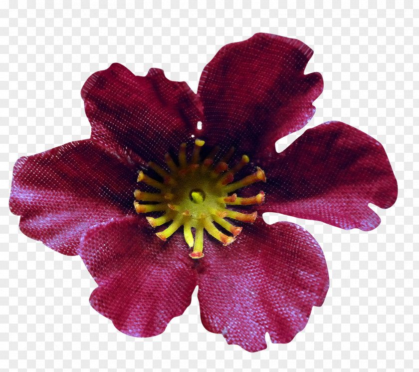 Delphinium Pacific Giant Black Knight Petal Adobe Photoshop Cut Flowers Magenta PNG